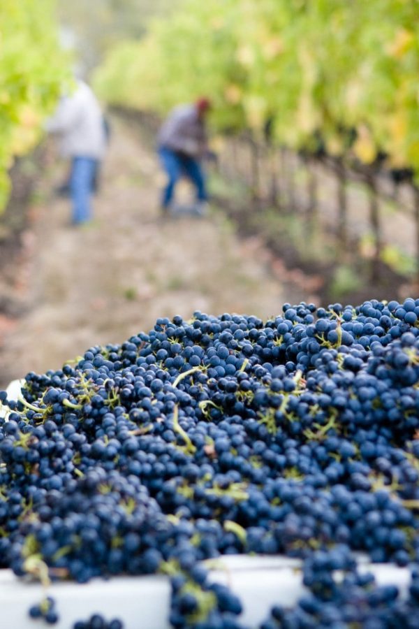 Le Vigneron - Gîte de France dans l'Aude - Les sites touristiques - Vendanges